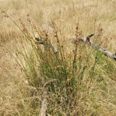 Juncus vaginatus at Macgregor, ACT - 2 Jan 2023 12:35 PM