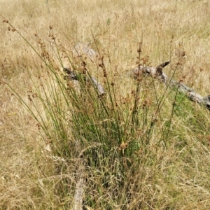 Juncus vaginatus at Macgregor, ACT - 2 Jan 2023 12:35 PM