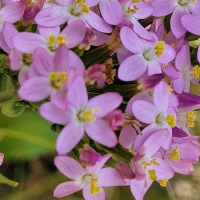 Centaurium erythraea (Common Centaury) at Jarramlee-West MacGregor Grasslands - 2 Jan 2023 by trevorpreston