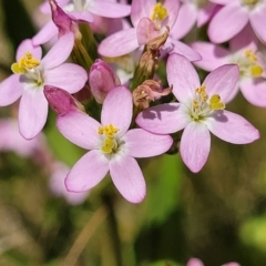 Centaurium erythraea at Macgregor, ACT - 2 Jan 2023