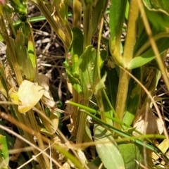 Centaurium erythraea at Macgregor, ACT - 2 Jan 2023