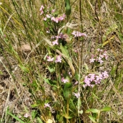 Centaurium erythraea at Macgregor, ACT - 2 Jan 2023 12:33 PM