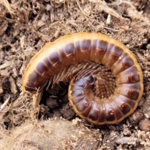 Paradoxosomatidae sp. (family) at Macgregor, ACT - 2 Jan 2023