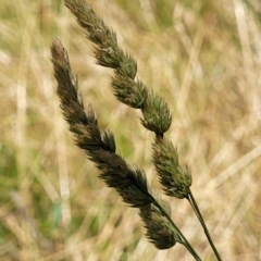 Dactylis glomerata (Cocksfoot) at Macgregor, ACT - 2 Jan 2023 by trevorpreston