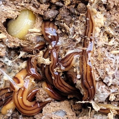 Anzoplana trilineata (A Flatworm) at Macgregor, ACT - 2 Jan 2023 by trevorpreston