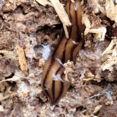 Anzoplana trilineata at Macgregor, ACT - 2 Jan 2023 12:27 PM