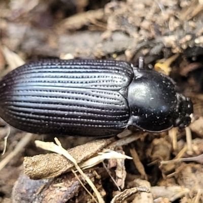 Meneristes australis (Darking beetle) at Macgregor, ACT - 2 Jan 2023 by trevorpreston
