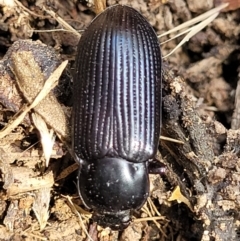 Meneristes australis at Macgregor, ACT - 2 Jan 2023 12:26 PM