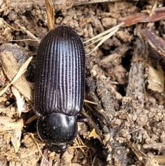 Meneristes australis at Macgregor, ACT - 2 Jan 2023