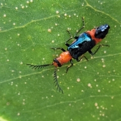 Balanophorus sp. (genus) at Macgregor, ACT - 2 Jan 2023 by trevorpreston