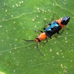 Balanophorus sp. (genus) at Macgregor, ACT - 2 Jan 2023