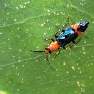 Balanophorus sp. (genus) at Macgregor, ACT - 2 Jan 2023