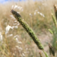 Phalaris aquatica (Phalaris, Australian Canary Grass) at Jarramlee-West MacGregor Grasslands - 2 Jan 2023 by trevorpreston