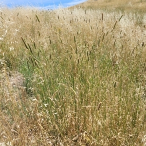 Phalaris aquatica at Macgregor, ACT - 2 Jan 2023