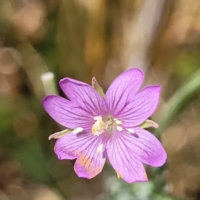 Epilobium billardiereanum (Willowherb) at Macgregor, ACT - 2 Jan 2023 by trevorpreston