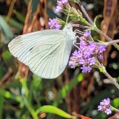 Pieris rapae (Cabbage White) at Jarramlee-West MacGregor Grasslands - 2 Jan 2023 by trevorpreston