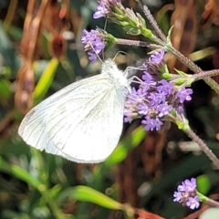 Pieris rapae at Macgregor, ACT - 2 Jan 2023