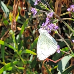 Pieris rapae at Macgregor, ACT - 2 Jan 2023