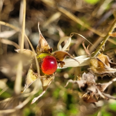 Rubus parvifolius (Native Raspberry) at Jarramlee-West MacGregor Grasslands - 2 Jan 2023 by trevorpreston