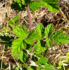 Rubus parvifolius at Macgregor, ACT - 2 Jan 2023 12:09 PM