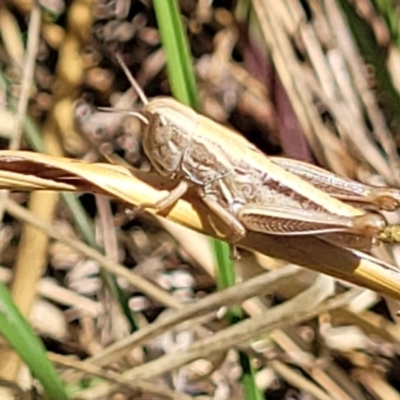 Praxibulus sp. (genus) (A grasshopper) at Jarramlee-West MacGregor Grasslands - 2 Jan 2023 by trevorpreston