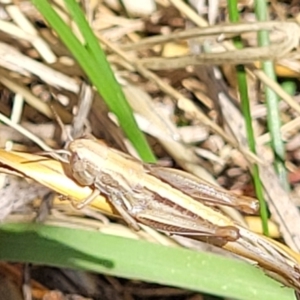 Praxibulus sp. (genus) at Macgregor, ACT - 2 Jan 2023