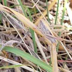 Praxibulus sp. (genus) at Macgregor, ACT - 2 Jan 2023