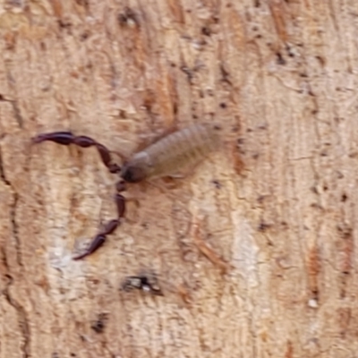 Pseudoscorpiones (order) (False Scorpion, Pseudoscorpion) at Macgregor, ACT - 2 Jan 2023 by trevorpreston