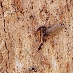 Pseudoscorpiones sp. (order) at Macgregor, ACT - 2 Jan 2023