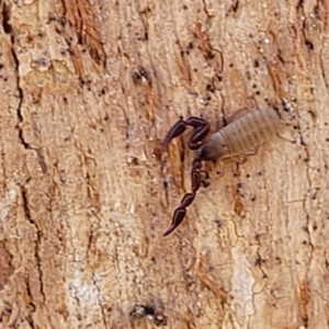 Pseudoscorpiones (order) at Macgregor, ACT - 2 Jan 2023 11:57 AM