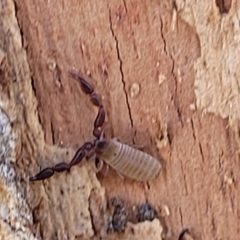 Pseudoscorpiones sp. (order) at Macgregor, ACT - 2 Jan 2023