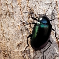 Chalcopteroides sp. (genus) at Macgregor, ACT - 2 Jan 2023