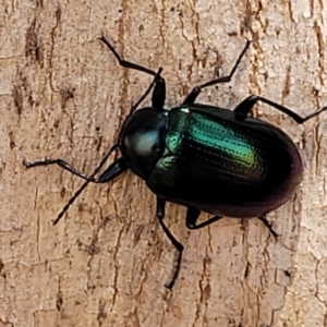 Chalcopteroides sp. (genus) at Macgregor, ACT - 2 Jan 2023