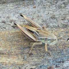 Praxibulus sp. (genus) (A grasshopper) at Jarramlee-West MacGregor Grasslands - 2 Jan 2023 by trevorpreston