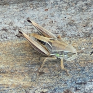 Praxibulus sp. (genus) at Macgregor, ACT - 2 Jan 2023