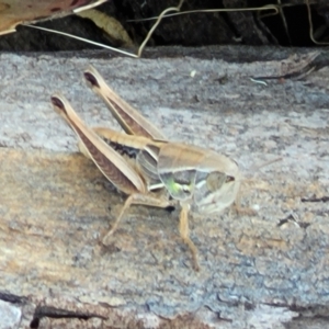 Praxibulus sp. (genus) at Macgregor, ACT - 2 Jan 2023