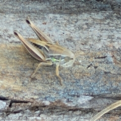 Praxibulus sp. (genus) at Macgregor, ACT - 2 Jan 2023