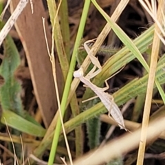 Tenodera australasiae at Macgregor, ACT - 2 Jan 2023 by trevorpreston