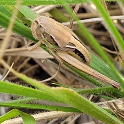 Praxibulus sp. (genus) (A grasshopper) at Macgregor, ACT - 2 Jan 2023 by trevorpreston