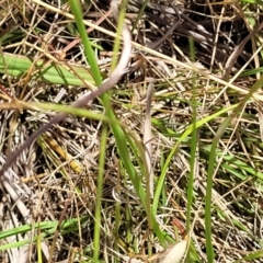 Tenodera australasiae at Macgregor, ACT - 2 Jan 2023 by trevorpreston