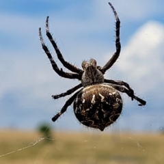 Backobourkia (genus) (An orb weaver) at Macgregor, ACT - 2 Jan 2023 by trevorpreston