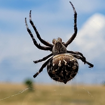 Backobourkia sp. (genus) (An orb weaver) at Jarramlee-West MacGregor Grasslands - 2 Jan 2023 by trevorpreston