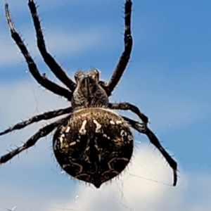 Backobourkia sp. (genus) at Macgregor, ACT - 2 Jan 2023