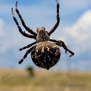 Backobourkia sp. (genus) at Macgregor, ACT - 2 Jan 2023