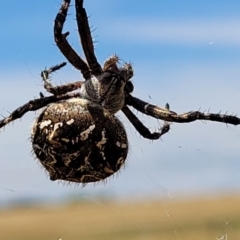 Backobourkia sp. (genus) at Macgregor, ACT - 2 Jan 2023