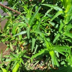 Lythrum salicaria at Macgregor, ACT - 2 Jan 2023