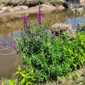 Lythrum salicaria at Macgregor, ACT - 2 Jan 2023