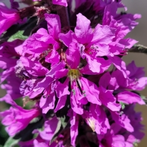 Lythrum salicaria at Macgregor, ACT - 2 Jan 2023