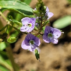 Veronica anagallis-aquatica at Macgregor, ACT - 2 Jan 2023