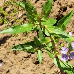 Veronica anagallis-aquatica at Macgregor, ACT - 2 Jan 2023